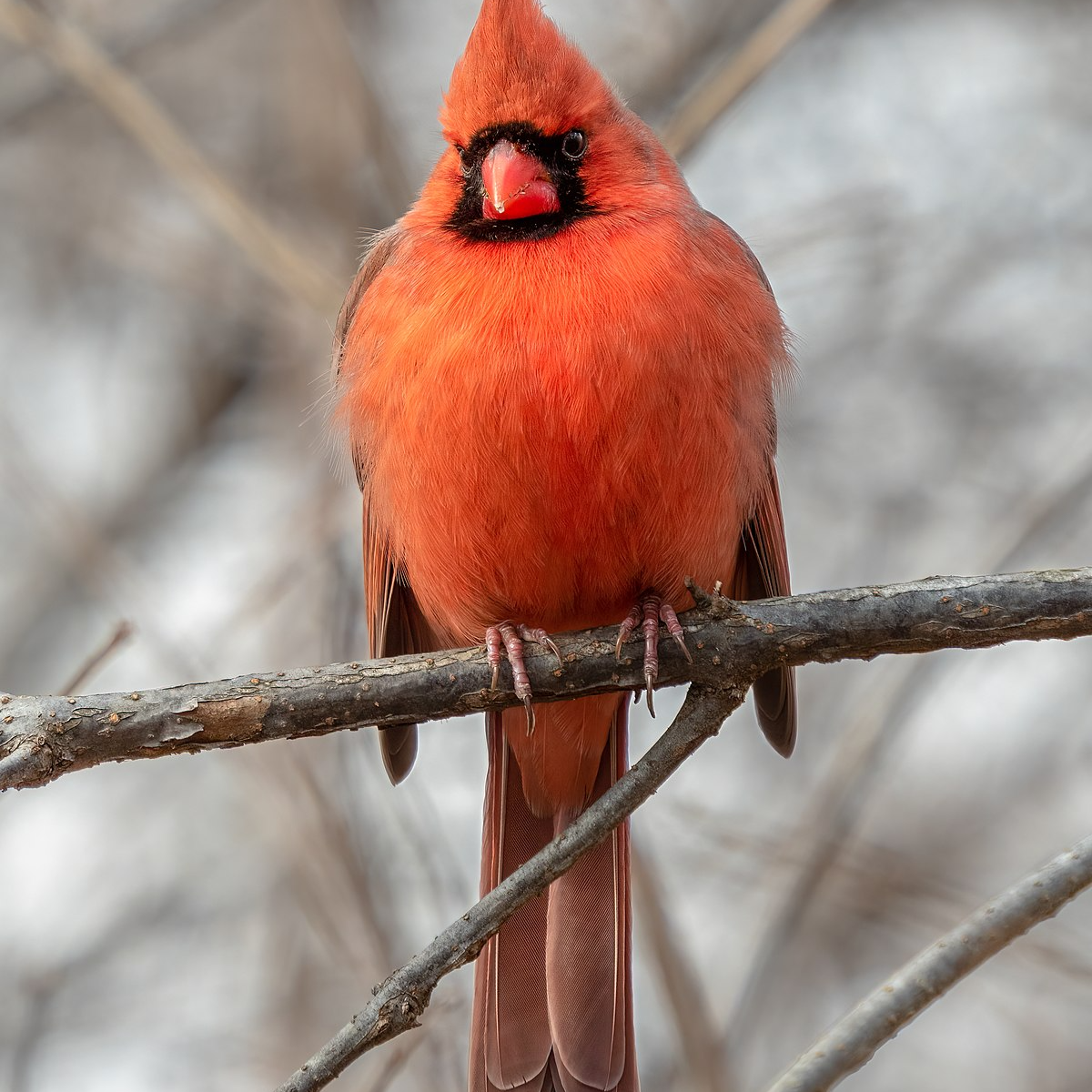 Birdsong like the animal noise AI voice